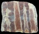 Polished Stromatolite (Jurusania) From Russia - Thick Slab #57687-2